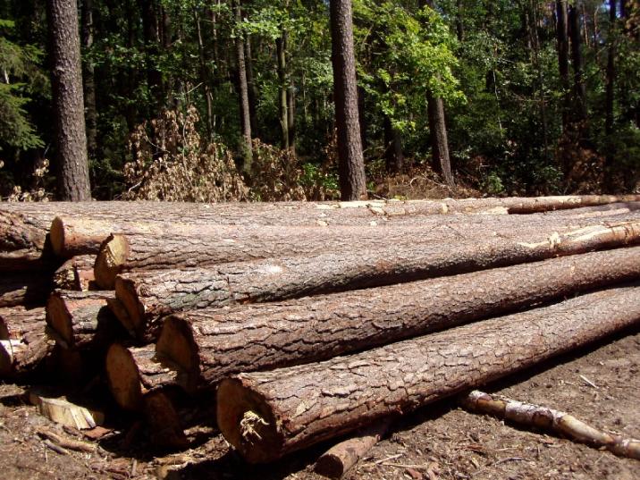 Drewno tartaczne sosnowe