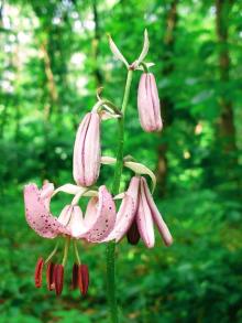 Lilia złotogłów najpiękniejszy kwiat lasu