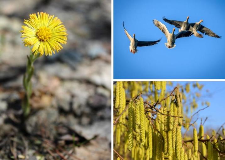Grafika przedstawia kolaż zdjęć z oznakami wiosny: kluczem gęsi, kwitnącym podbiałem oraz kotkami leszczyny. Źródło: Canva