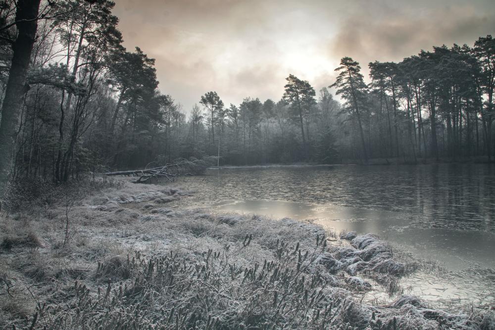 Mroczny las_fot. Andrzej Bejger
