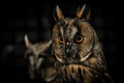 uszatka fot. Magdalena Stępińska