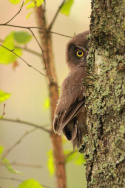 Włochatka_Marek Klewiado