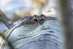 włochatka w osice_Kacper Borkowski