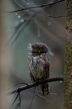 sóweczka_fot. Miłosz Kowalewski