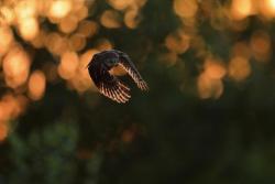 sóweczka w locie_fot. Bartosz Rakoczy