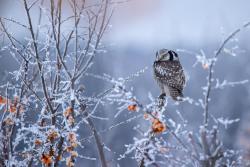 sowa jarzębata_fot. Łukasz Łukasik
