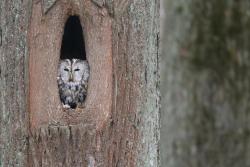 puszczyk w dziupli_Jakub Rutana