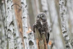 puszczyk mszarny_fot. Jakub Wyka