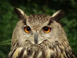 puchacz, samica fot. Magdalena Stępińska