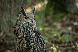 puchacz fot. Magdalena Stępińska