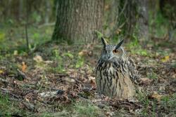 puchacz fot. magdalena Stępińska (3)