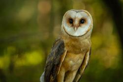 płomykówka fot. Magdalena Stępińska (4)