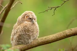 młoda sowa_fot. Juliusz Ajdysiński