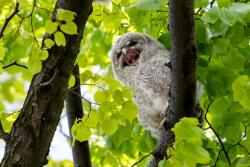 młody puszczyk_fot. Grzegorz Cywicki
