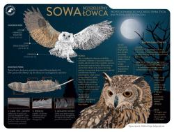 infografika o sowach